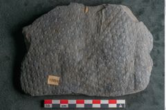 Foto (Detailansicht) von Sigillaria sp. (NHMW-GEO-2024-0188-11216)